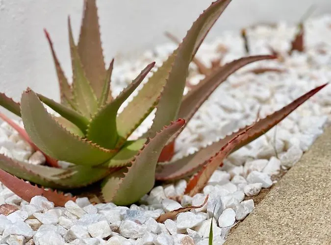 Cristina 9 Albufeira